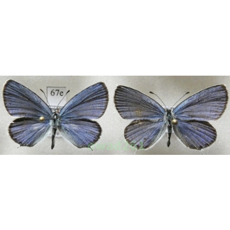 Cupido argiades (Pallas, 1771) 2xmale Poland67e